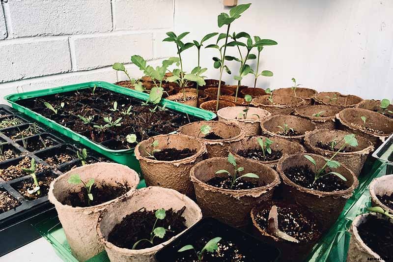 How to Grow Tomatoes From Seed in 6 Easy Steps