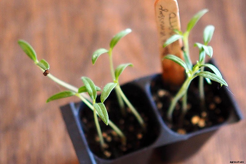 How to Grow Tomatoes From Seed in 6 Easy Steps