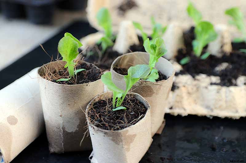 How to Grow Tomatoes From Seed in 6 Easy Steps