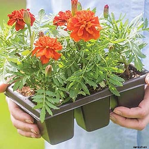 How to Grow Tomatoes From Seed in 6 Easy Steps