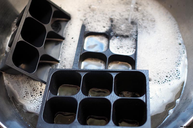 How to Grow Tomatoes From Seed in 6 Easy Steps