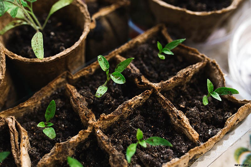 How to Grow Tomatoes From Seed in 6 Easy Steps