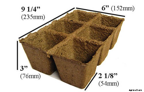 How to Grow Tomatoes From Seed in 6 Easy Steps