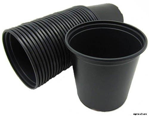 How to Grow Tomatoes From Seed in 6 Easy Steps