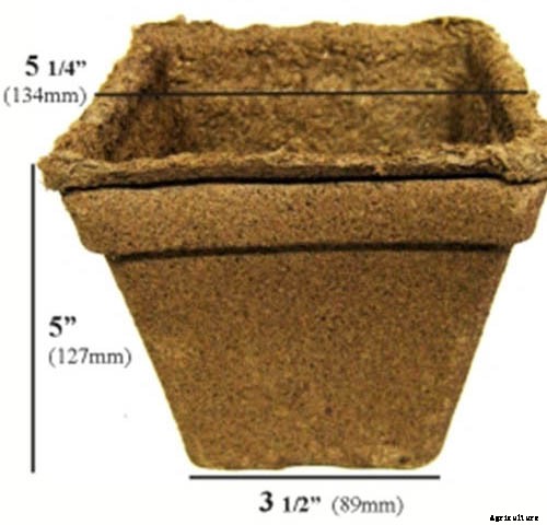 How to Grow Tomatoes From Seed in 6 Easy Steps