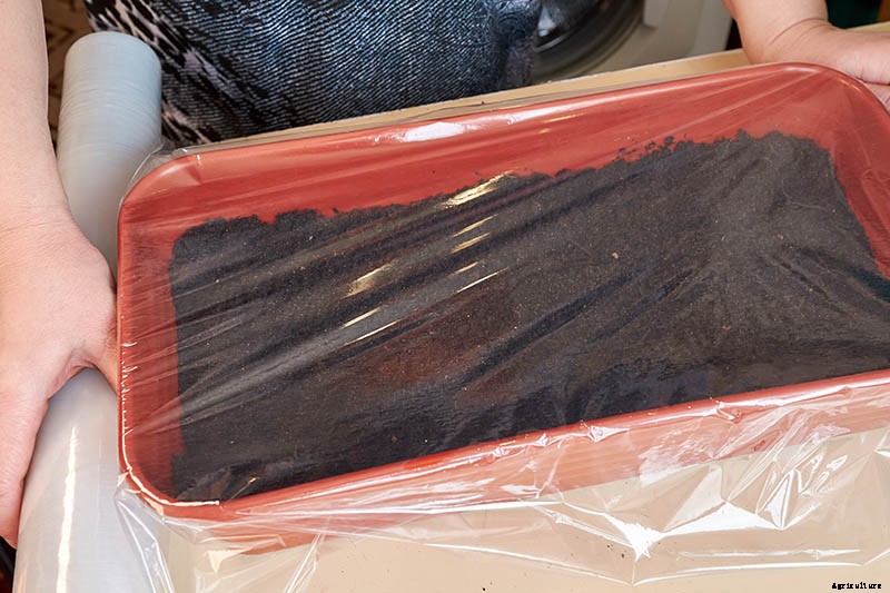 How to Grow Tomatoes From Seed in 6 Easy Steps