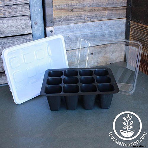 How to Grow Tomatoes From Seed in 6 Easy Steps