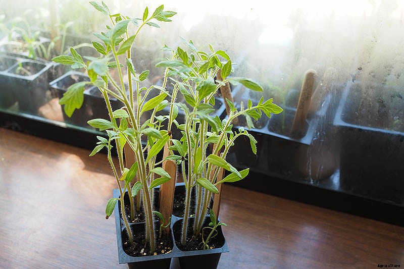 How to Grow Tomatoes From Seed in 6 Easy Steps
