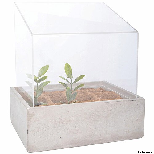 How to Grow Tomatoes From Seed in 6 Easy Steps