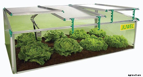 How to Grow Tomatoes From Seed in 6 Easy Steps