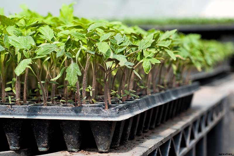 How to Grow Tomatoes From Seed in 6 Easy Steps