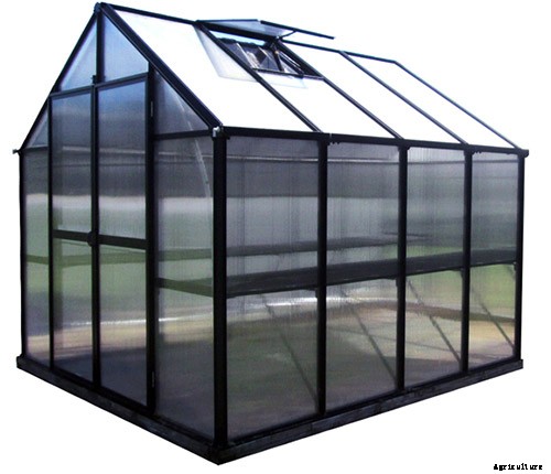 How to Grow Tomatoes From Seed in 6 Easy Steps