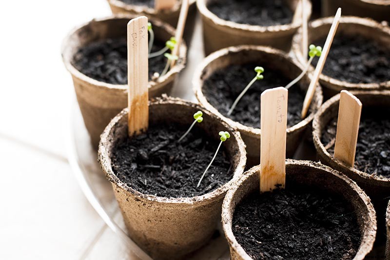 How to Grow Tomatoes From Seed in 6 Easy Steps