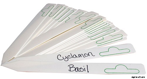 How to Grow Tomatoes From Seed in 6 Easy Steps