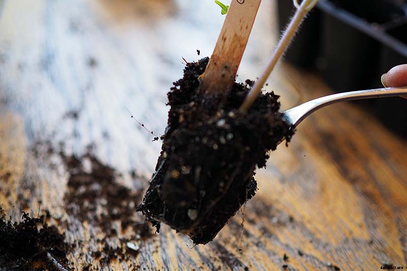 How to Grow Tomatoes From Seed in 6 Easy Steps