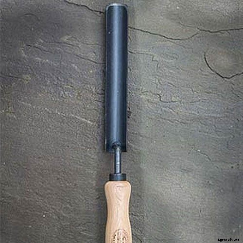 How to Grow Tomatoes From Seed in 6 Easy Steps