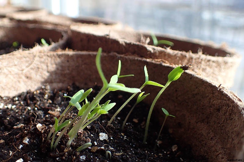 How to Grow Tomatoes From Seed in 6 Easy Steps