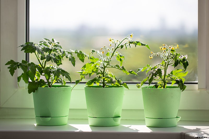 How to Grow Tomatoes From Seed in 6 Easy Steps