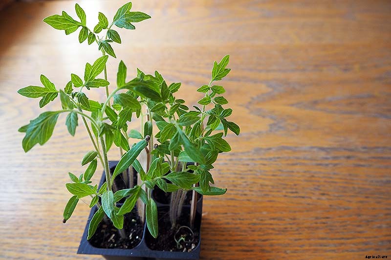 How to Grow Tomatoes From Seed in 6 Easy Steps