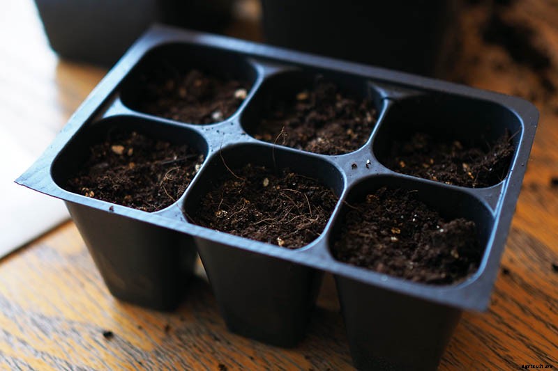 How to Grow Tomatoes From Seed in 6 Easy Steps