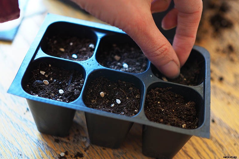 How to Grow Tomatoes From Seed in 6 Easy Steps
