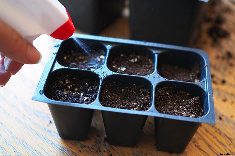 How to Grow Tomatoes From Seed in 6 Easy Steps