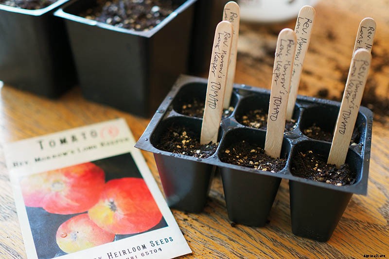 How to Grow Tomatoes From Seed in 6 Easy Steps