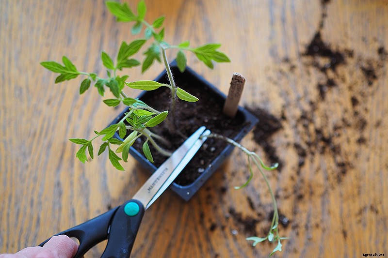 How to Grow Tomatoes From Seed in 6 Easy Steps