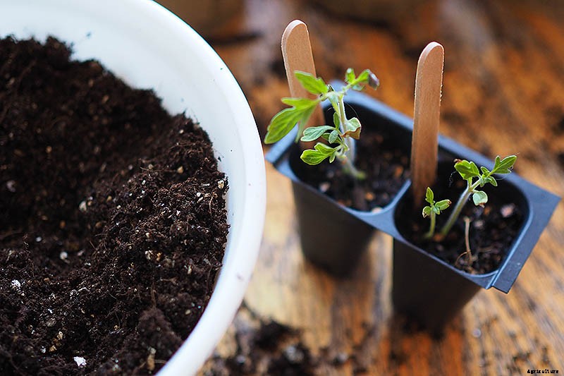 How to Grow Tomatoes From Seed in 6 Easy Steps