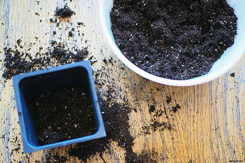 How to Grow Tomatoes From Seed in 6 Easy Steps