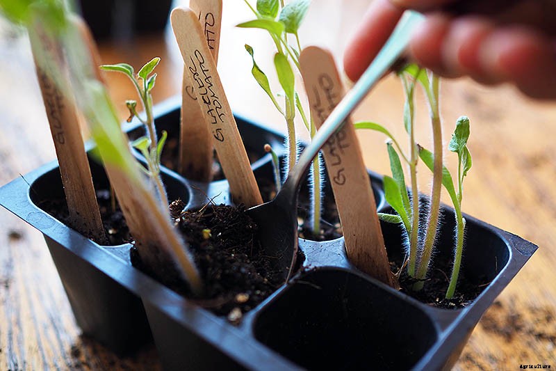 How to Grow Tomatoes From Seed in 6 Easy Steps