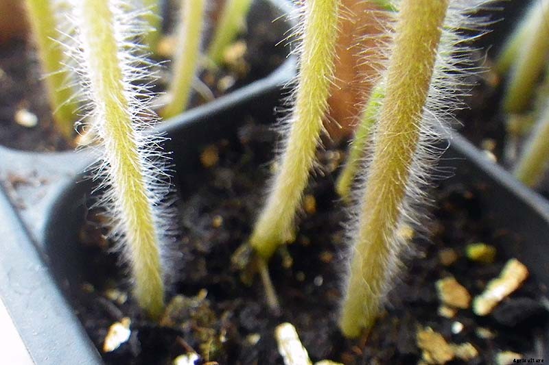 How to Grow Tomatoes From Seed in 6 Easy Steps