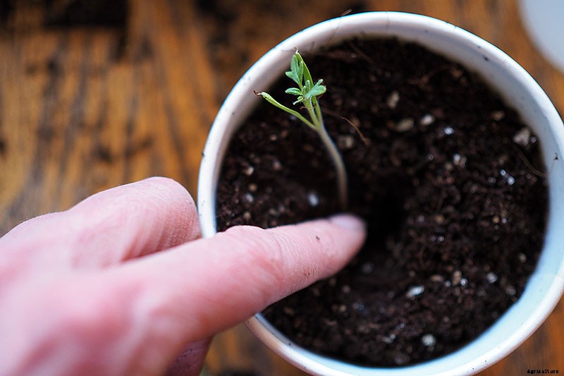 How to Grow Tomatoes From Seed in 6 Easy Steps