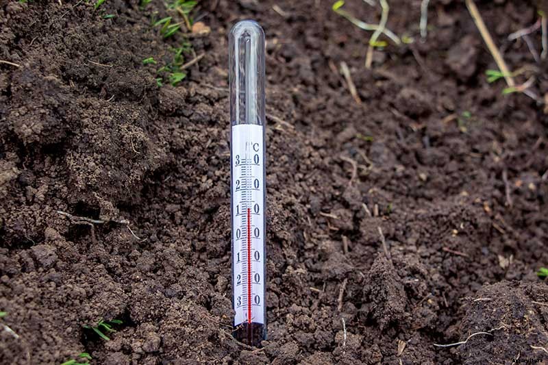 How to Grow Tomatoes From Seed in 6 Easy Steps