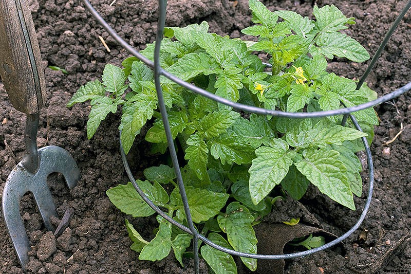 How to Grow Tomatoes From Seed in 6 Easy Steps
