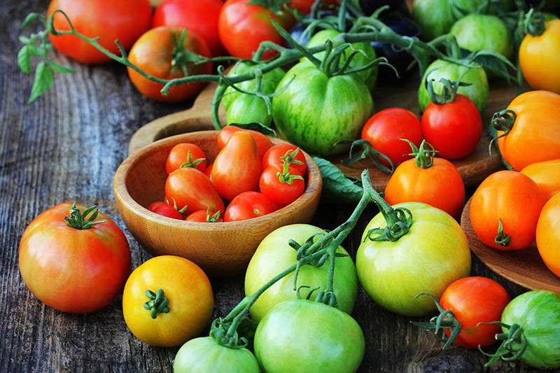How to Grow Tomatoes From Seed in 6 Easy Steps