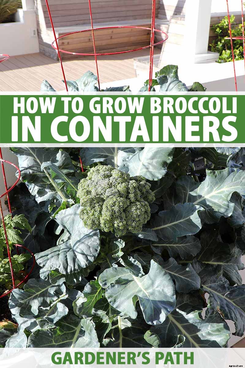 How to Grow Broccoli in Containers