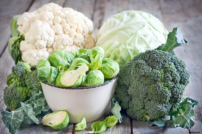 How to Grow Broccoli in Containers