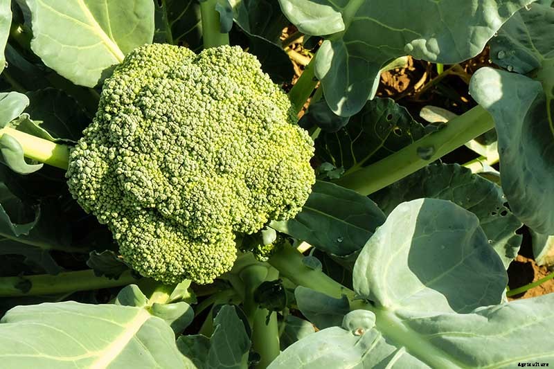 How to Grow Broccoli in Containers