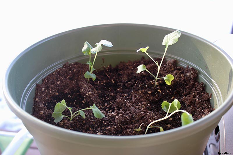 How to Grow Broccoli in Containers