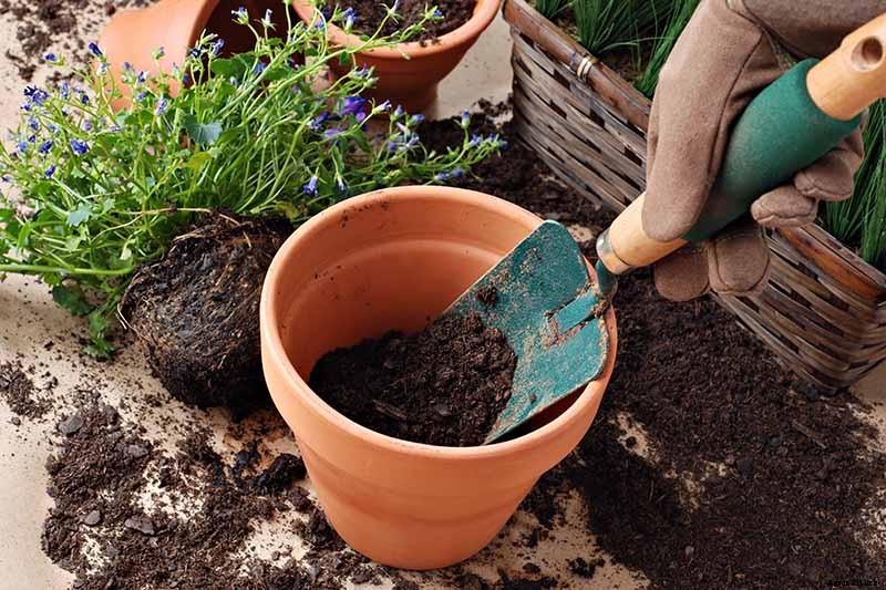 How to Grow Broccoli in Containers