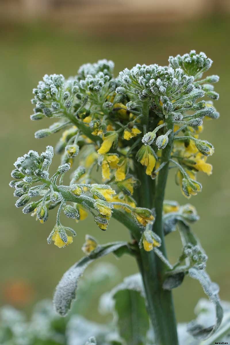 How to Grow Broccoli in Containers