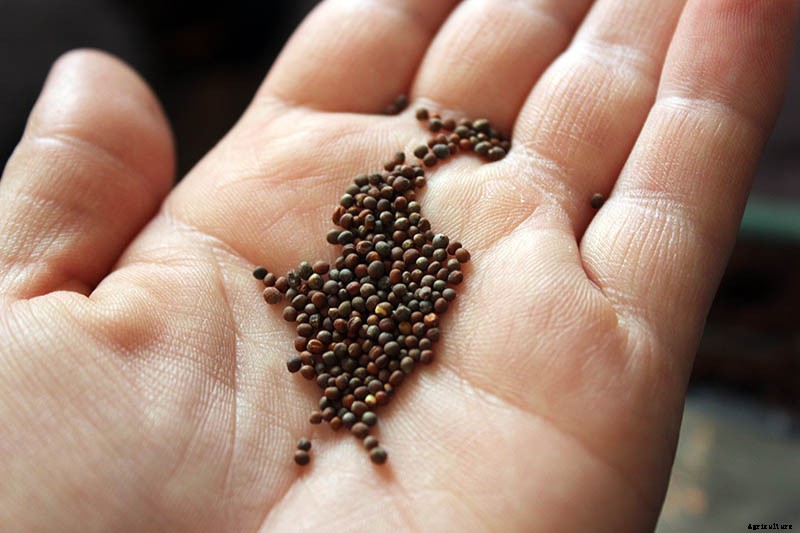 How to Grow Broccoli in Containers