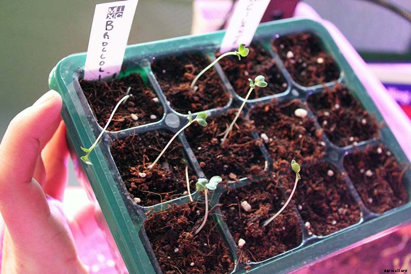 How to Grow Broccoli in Containers