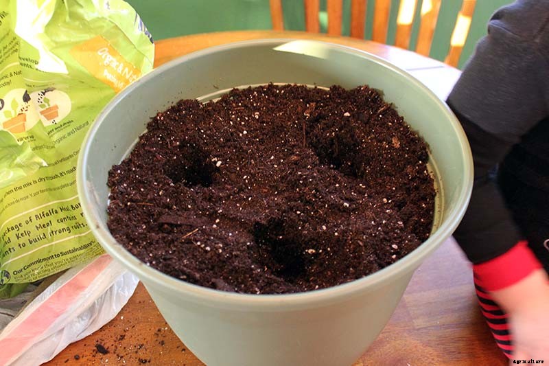 How to Grow Broccoli in Containers