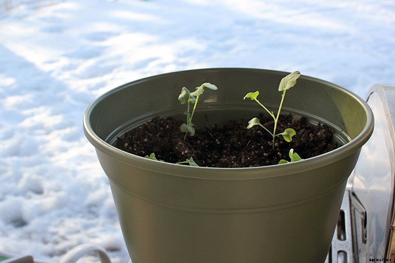 How to Grow Broccoli in Containers