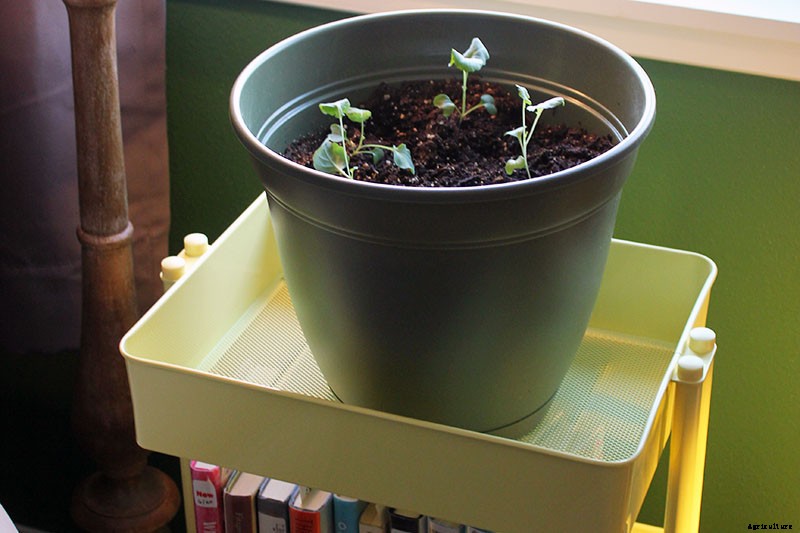 How to Grow Broccoli in Containers