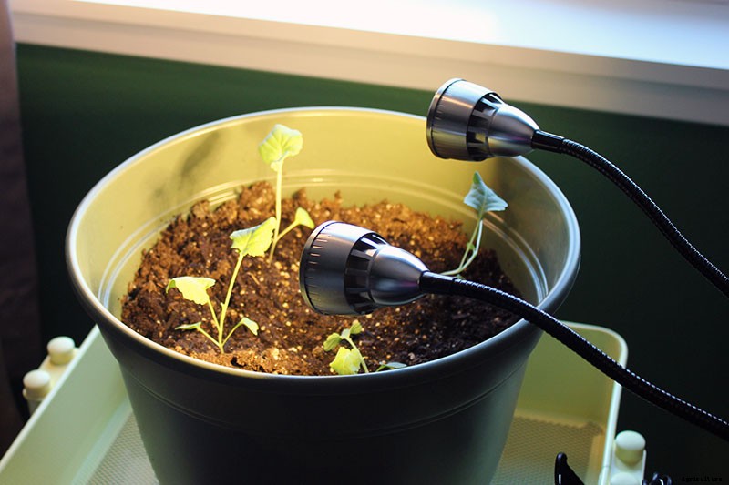 How to Grow Broccoli in Containers