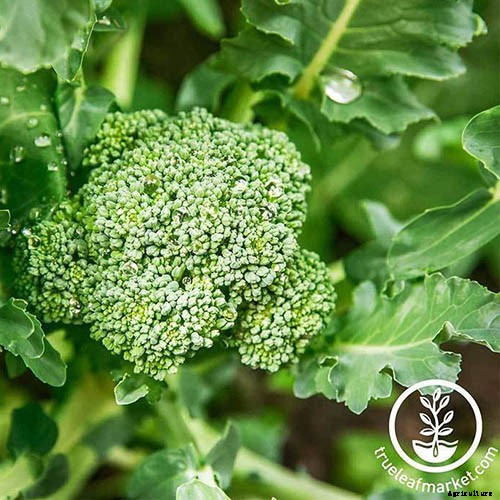 How to Grow Broccoli in Containers