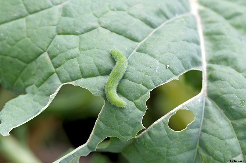How to Grow Broccoli in Containers